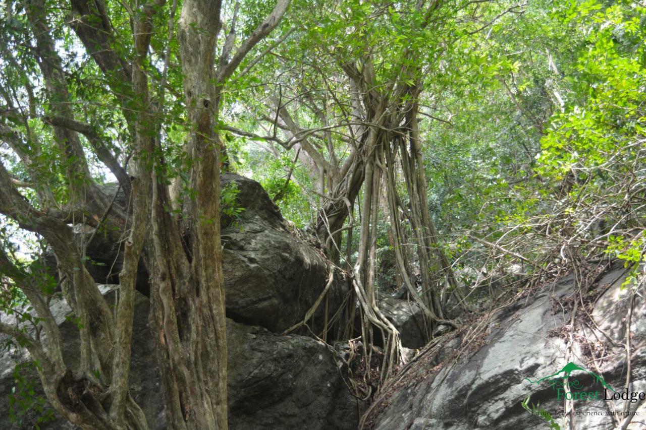 Arangala Forest Lodge Naula Екстер'єр фото